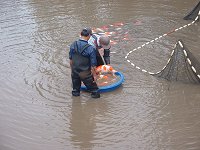 Catching Koi