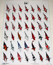 Set of 3 ZNA Laminated Koi Identification Posters
